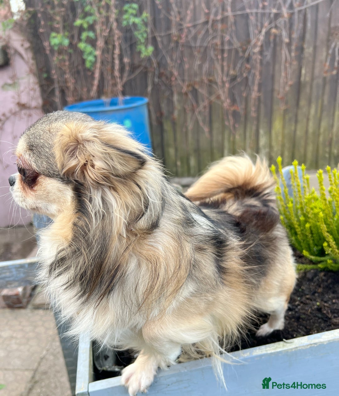 Chihuahua dogs for sale: Long coat girl and boy available  - Image 9