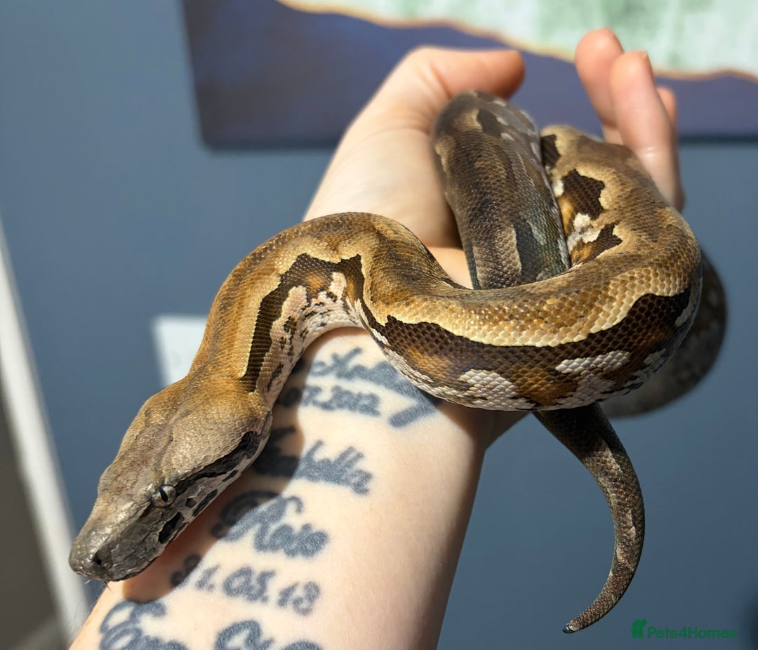 Boa Snake reptiles for sale: Madagascan Ground Boa  - Advert 2