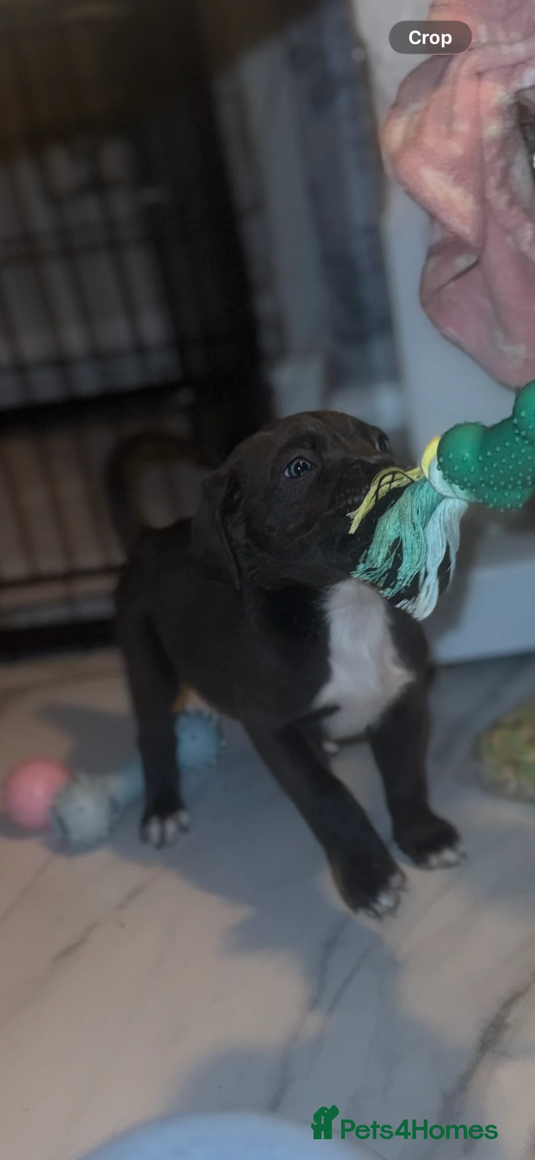 Cane Corso dogs for sale: Outstanding cane corso pups 🐶  - Advert 40