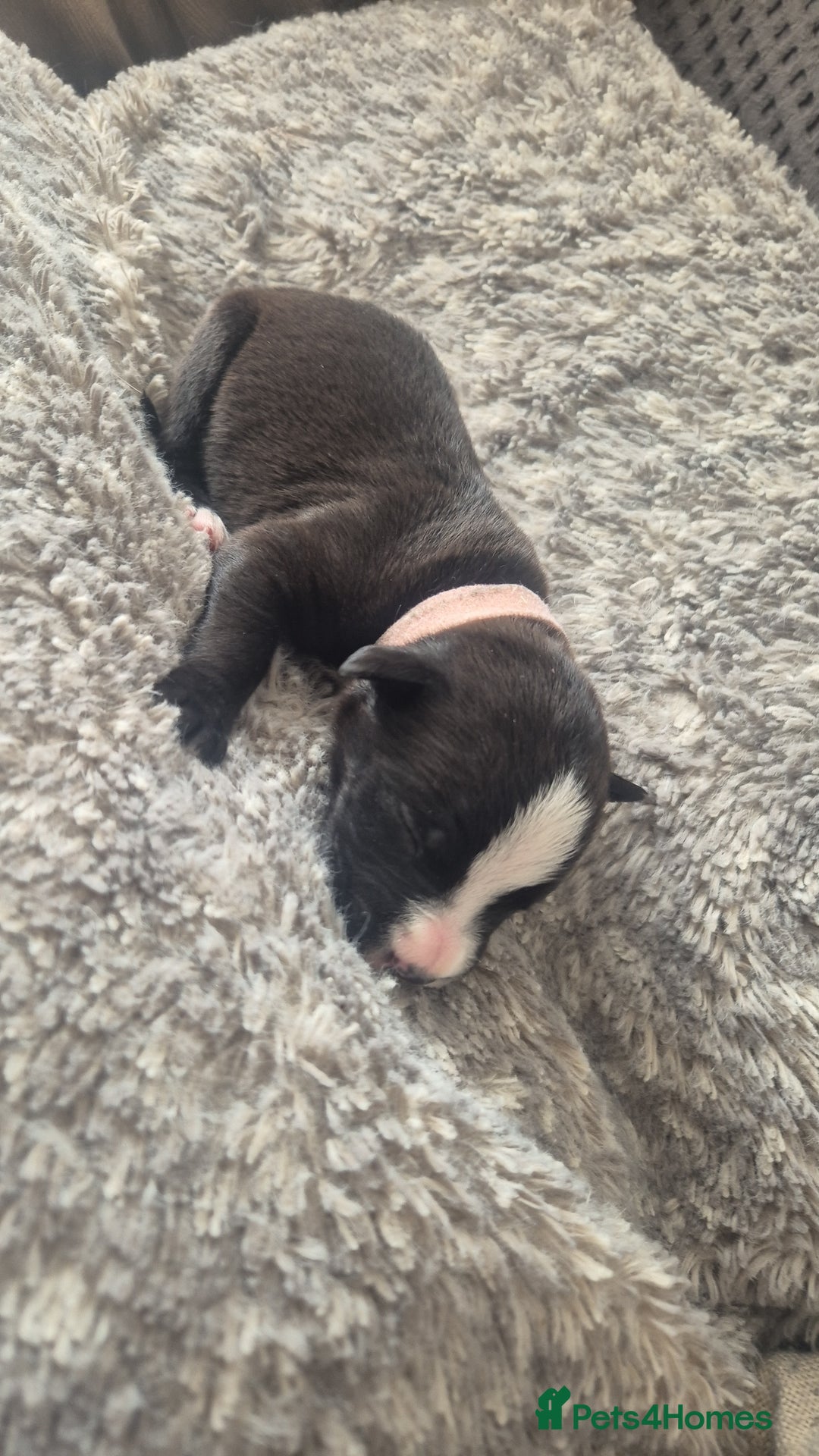 Mixed Breed dogs for sale: American bull staffy cross cane corso - Image 12