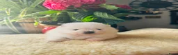 Pomeranian dogs for sale: KC white pomeranian pups ready now !  - Advert 22