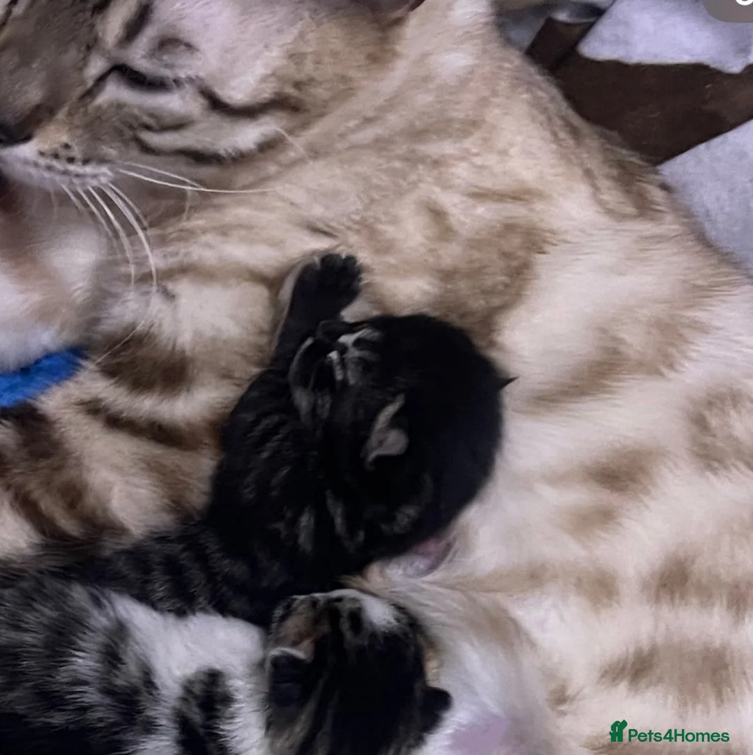 Bengal cats for sale: beautiful bengal kitten two left - Advert 2