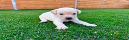 Labrador Retriever dogs for sale: KC Registered Labrador Babies 🐾🐾🐾 - Advert 27