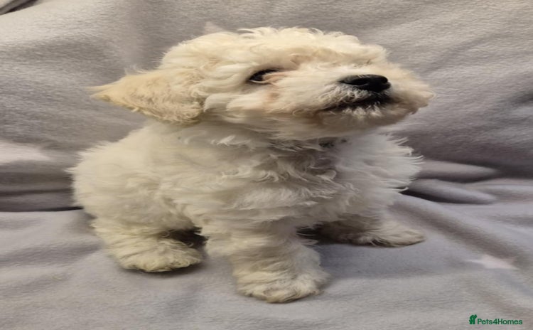 Mixed Breed dogs Bichon frise/Maltese puppies - Advert 1