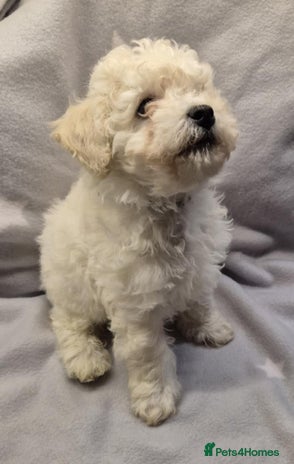 Mixed Breed dogs Bichon frise/Maltese puppies - Advert 1