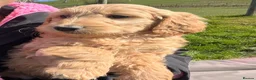 Goldendoodle dogs for sale: Stunning Goldendoodle Puppies - Advert 24