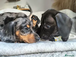 Miniature Dachshund dogs Beautiful miniature dachshunds 😊 - Advert 15