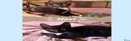 Mixed Breed cats for sale: Cat & Kittens Adoption ☺️ - Advert 4