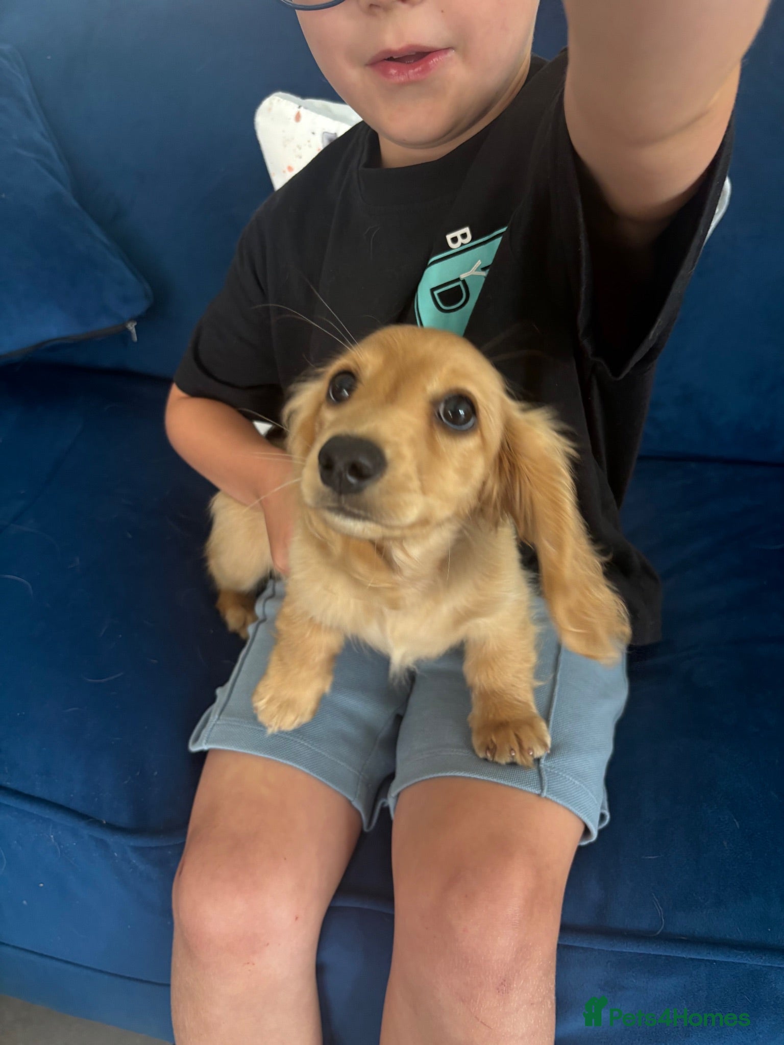 Miniature Dachshund dogs Pure Cream female mini dachshund  - Advert 1