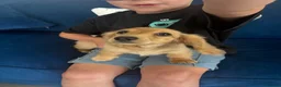 Miniature Dachshund dogs for sale: Pure Cream female mini dachshund  - Advert 11