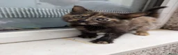 Mixed Breed cats for sale: Beautiful Kittens in Brierley Hill - Advert 13