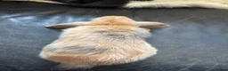 Mini Lop rabbits for sale: Beautiful pure breed mini lops😍 - Advert 7