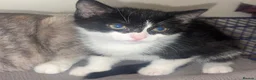 Mixed Breed cats for sale: gorgeous 1/4 ragdoll/tabby kittens for sale - Advert 3