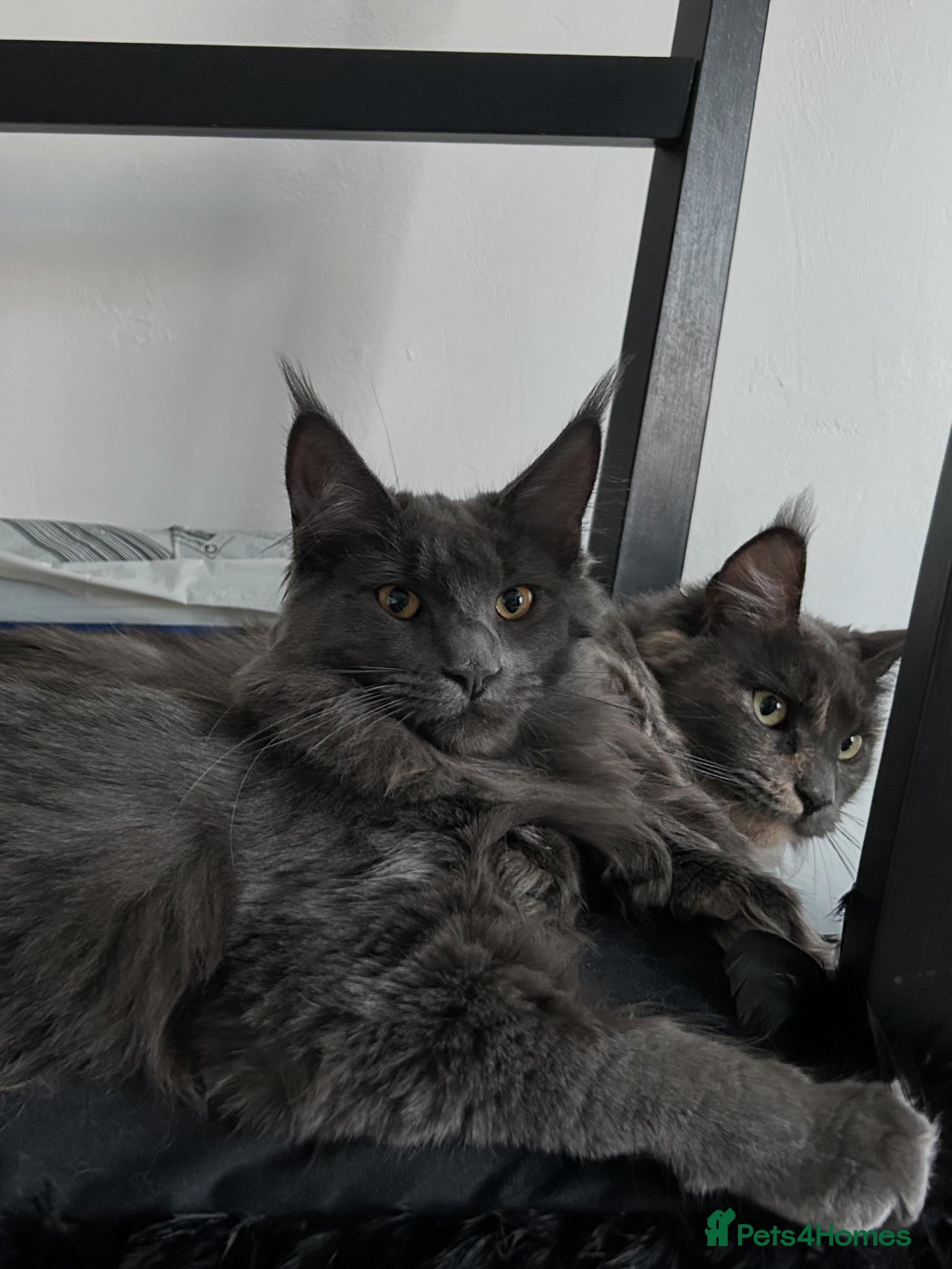 Maine Coon cats Maine Coon Kittens – 4 Available !!! - Advert 15