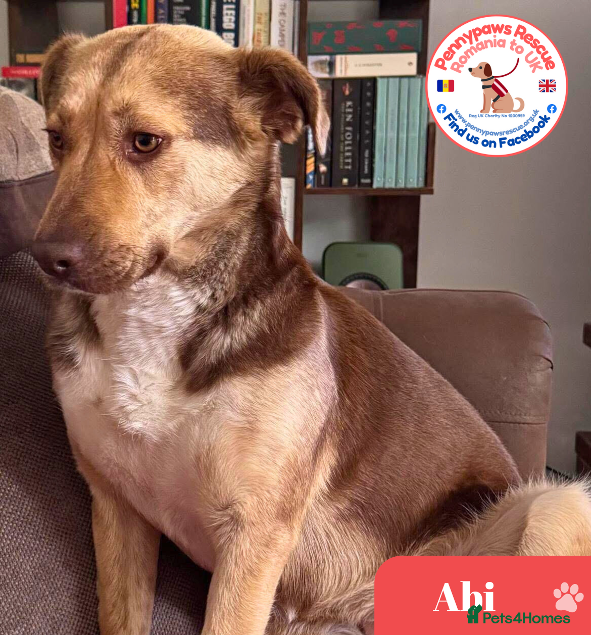 Mixed Breed dogs Gorgeous Abi - Advert 21