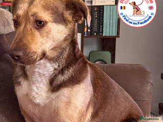 Mixed Breed dogs Gorgeous Abi - Advert 1