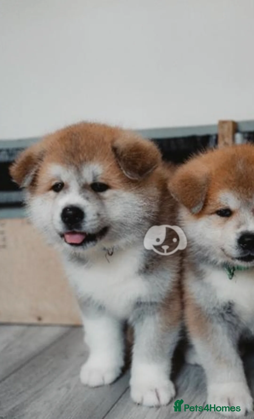 Japanese Akita Inu dogs for stud: ⭐️ KC Pedigree Japanese Akita Inu ⭐️ in Peterborough - Advert 5