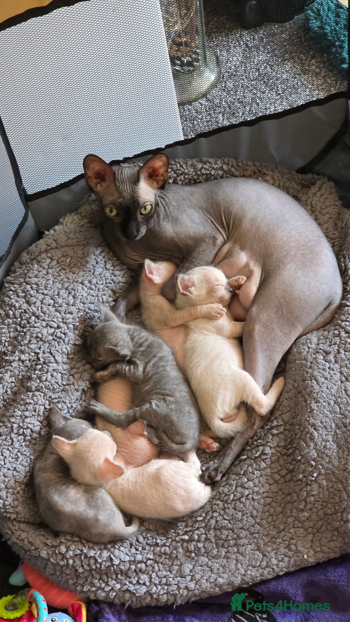 Sphynx cats Sphynx kittens 1 male 1 female left - Advert 5