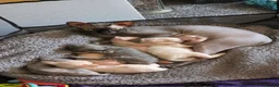Sphynx cats for sale: Sphynx kittens 1 male 1 female left - Advert 1