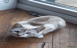 Mixed Breed cats for sale: 4 adorable kittens for sale - Image 1