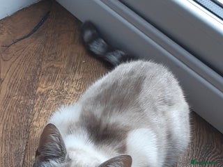 Mixed Breed cats - Advert 29