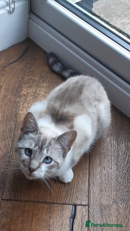 Mixed Breed cats - Advert 4