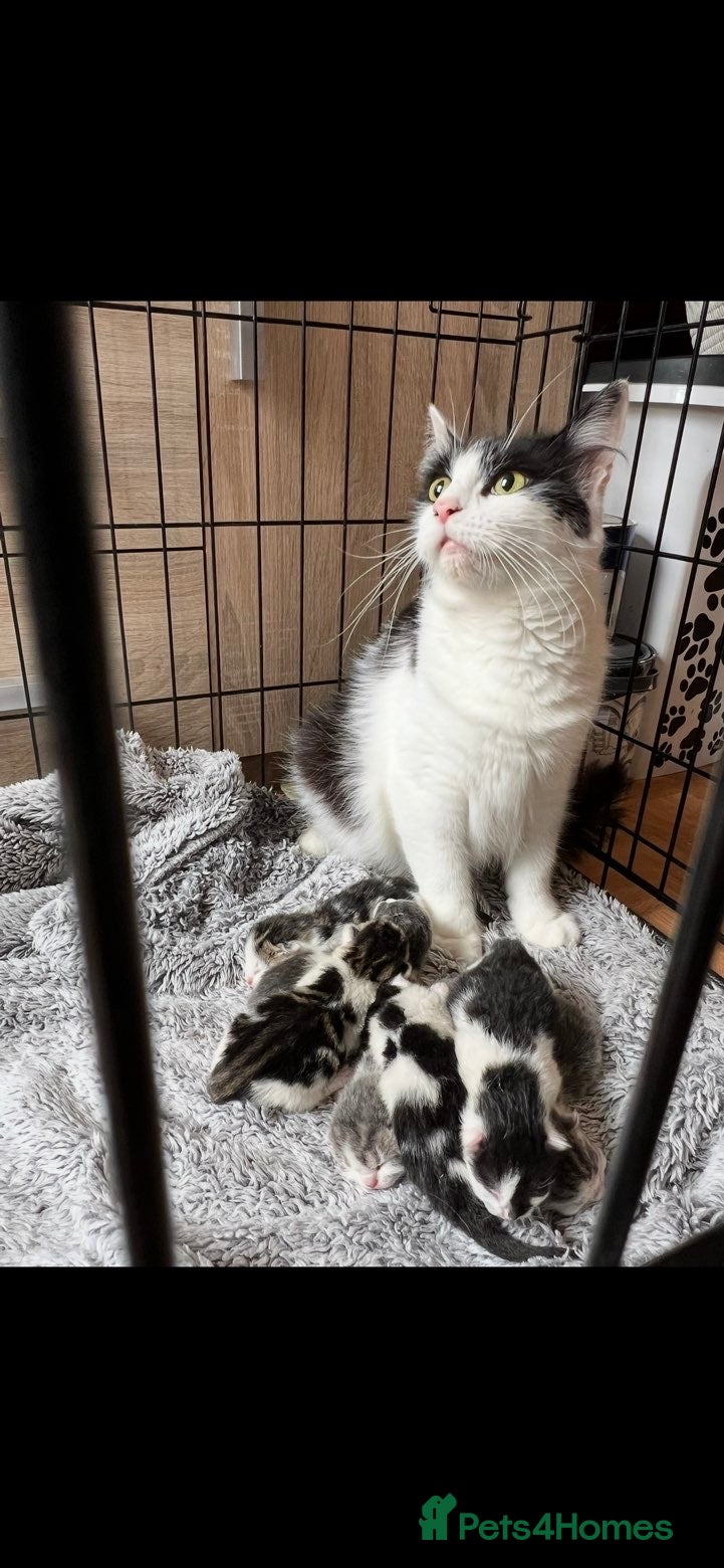 Domestic Shorthair cats 7 kittens available  - Advert 2