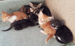 Mixed Breed cats for sale: Gorgeous adorable playful friendly kittens  - Image 15
