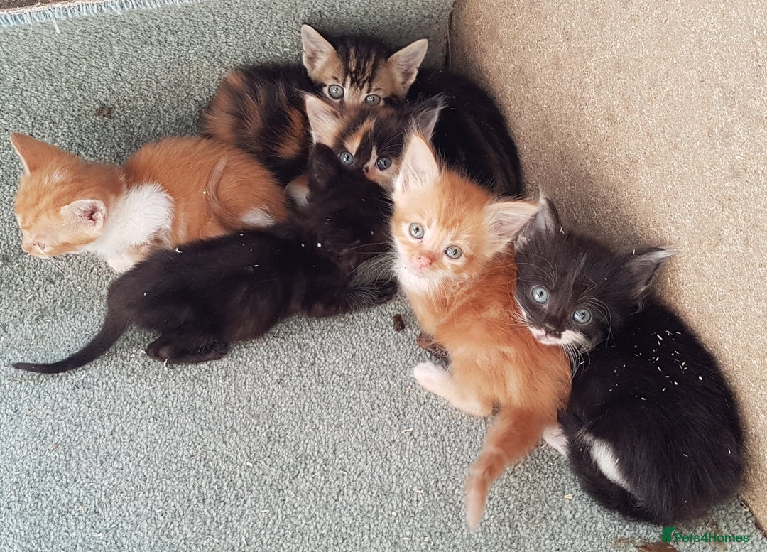 Mixed Breed cats for sale: Gorgeous adorable playful friendly kittens  - Image 15
