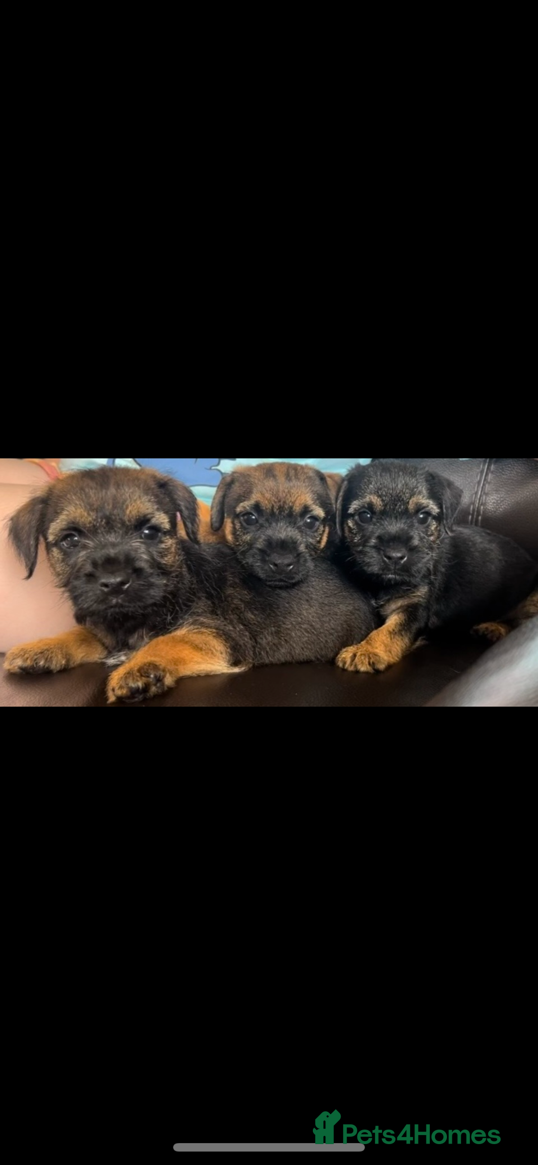 Border Terrier dogs for sale: Border Terrier puppies - Image 13