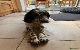 English Setter dogs for sale: 2yr. Pedigree working English setter sale/share - Image 4