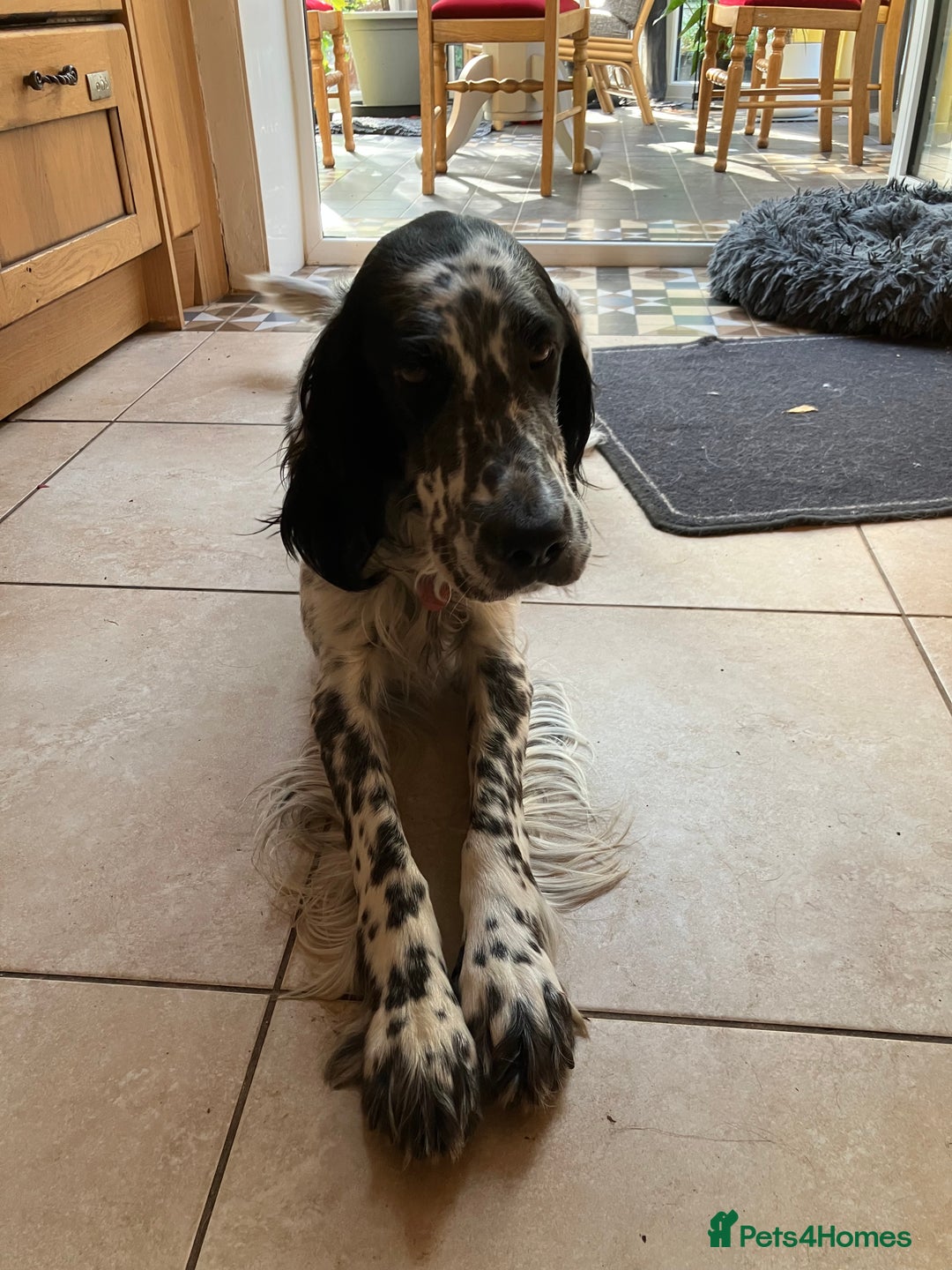 English Setter dogs for sale: 2yr. Pedigree working English setter sale/share - Image 4
