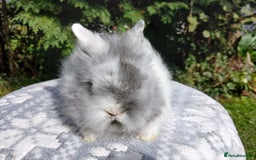 Lionhead rabbits for sale: Stunning DM Lionhead baby rabbits  - Image 5