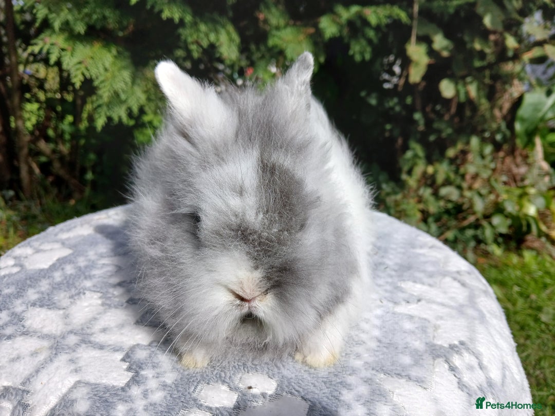 Lionhead rabbits for sale: Stunning DM Lionhead baby rabbits  - Image 5