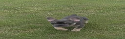 French Bulldog dogs for sale: French Bulldog puppies in London - Advert 3
