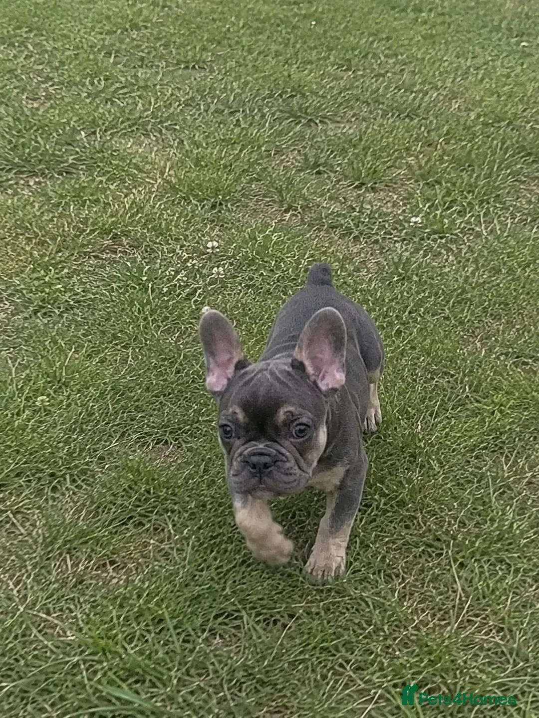 French Bulldog dogs for sale: French Bulldog puppies in London - Advert 3