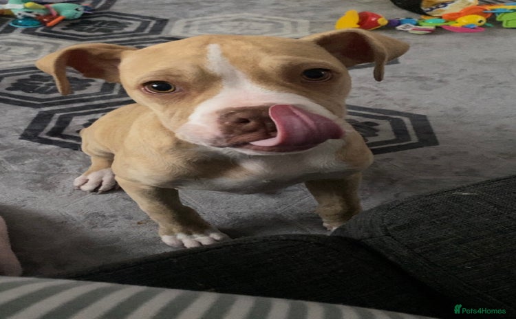 Alapaha Blue Blood Bulldog dogs - Advert 1