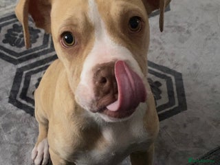 Alapaha Blue Blood Bulldog dogs - Advert 11