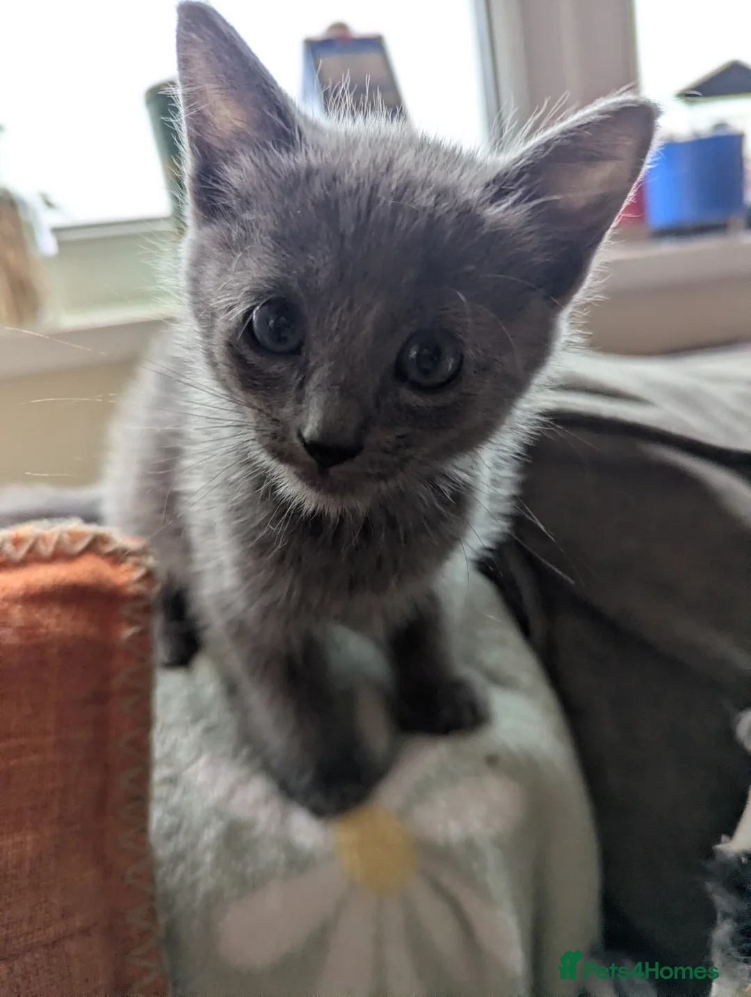 Russian Blue cats for sale: Adorable Russian Blue X Kittens  - Advert 15