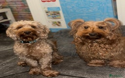 Cockapoo dogs for sale: 5 Absolutely gorgeous Fox Red Cockapoo Puppies - Image 3