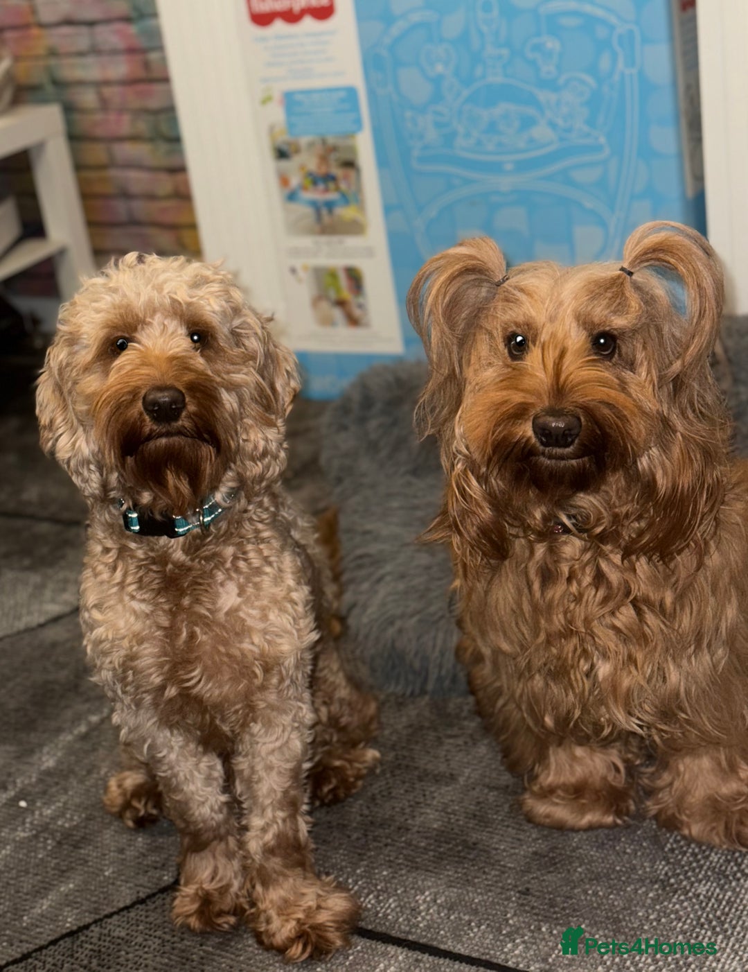 Cockapoo dogs for sale: 5 Absolutely gorgeous Fox Red Cockapoo Puppies - Image 3