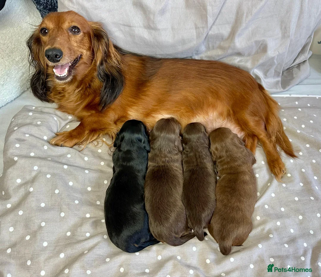 Miniature Dachshund dogs for sale: Long-Haired Miniature Dachshund Puppies  - Advert 6