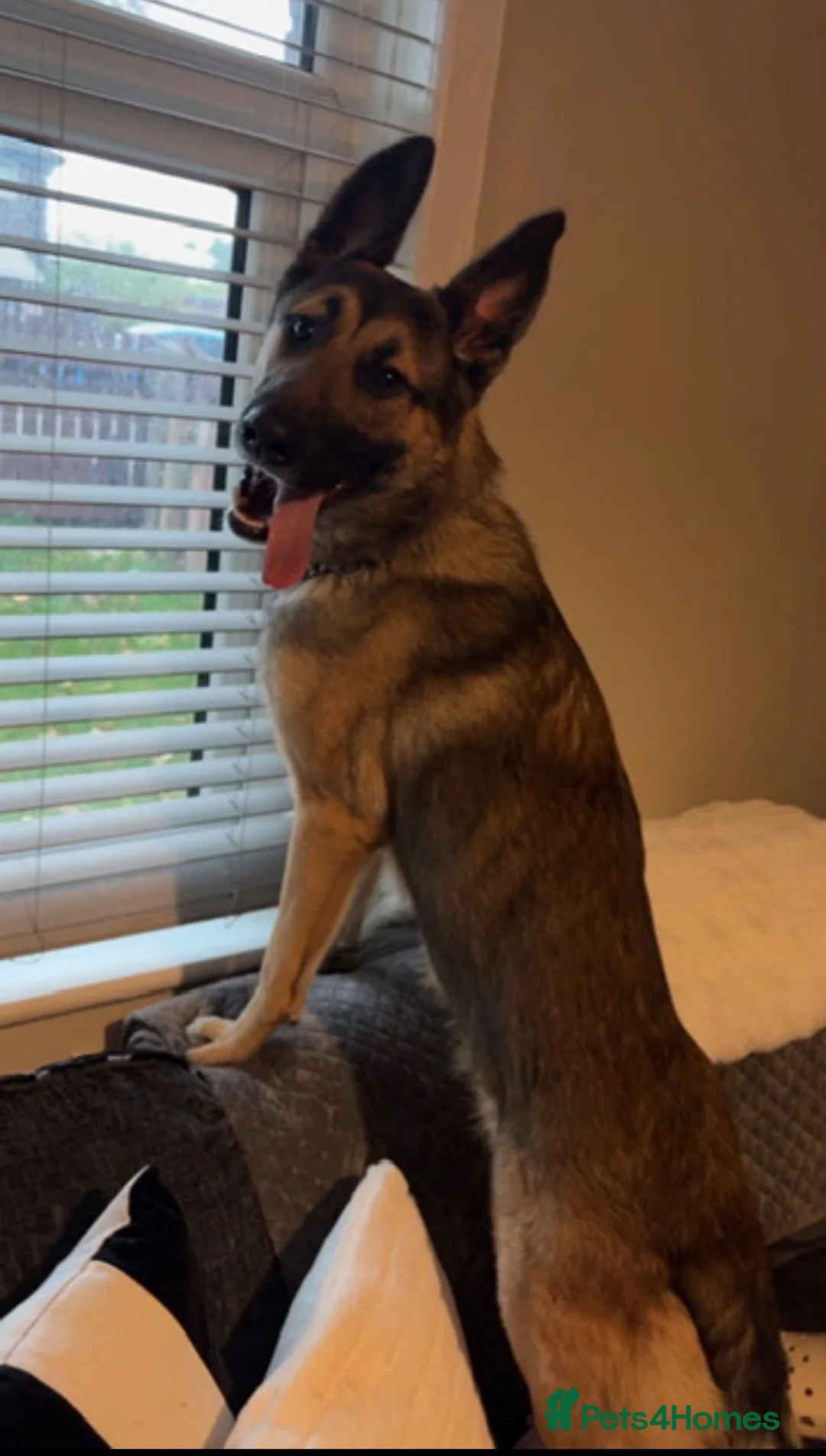 Mixed Breed dogs for sale: REHOMING our beautiful boy - Advert 2