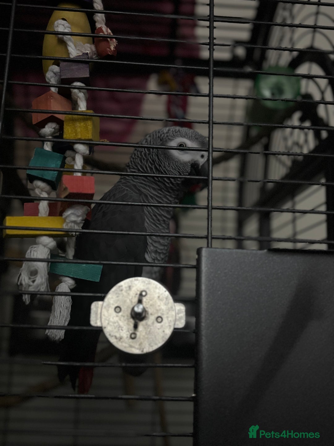 Parrots birds for sale: African grey male  - Image 2