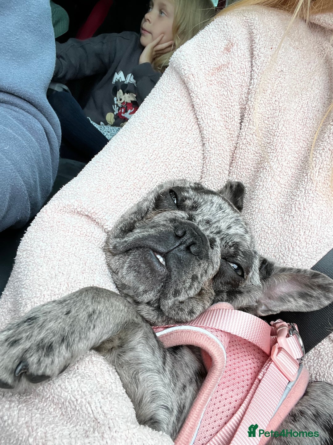 French Bulldog dogs for sale: Beautiful Mabel looking for a forever home  - Image 5