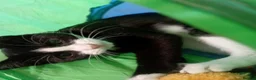 Mixed Breed cats for adoption: Meet Duke and Max – Two Very Special Boys - Advert 5
