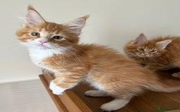 Maine Coon cats for sale: GCCF female pedigree Maine Coon kitten  - Image 1