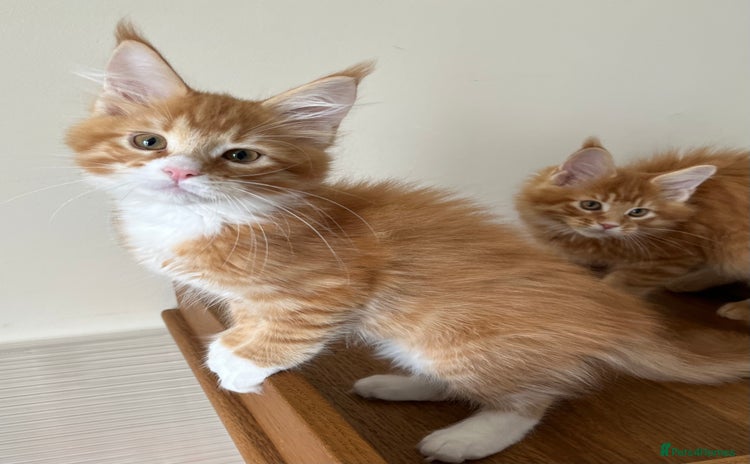 Maine Coon cats - Advert 2