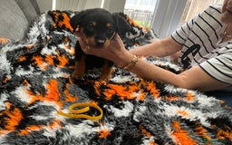 Rottweiler dogs for sale: ROTTWIELER PUPPIES - Image 6