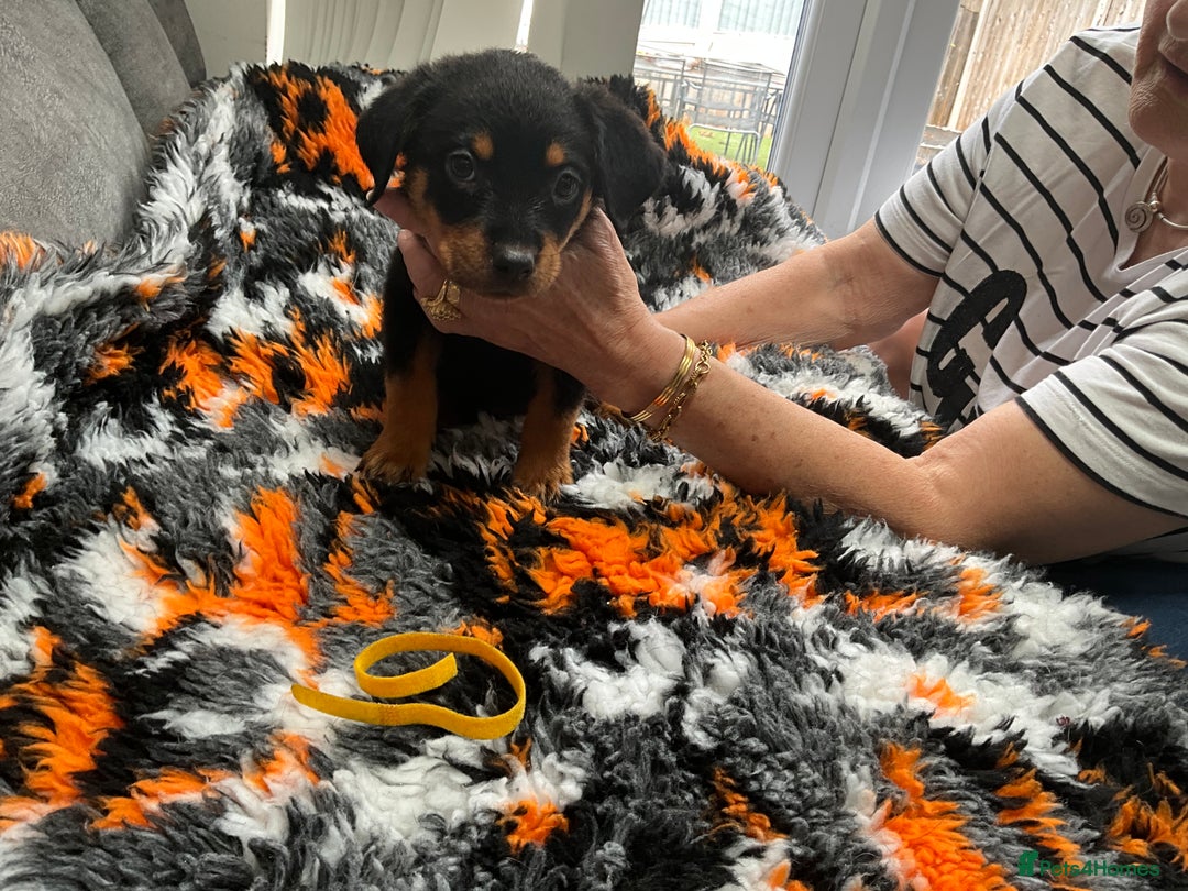 Rottweiler dogs for sale: ROTTWIELER PUPPIES - Image 6
